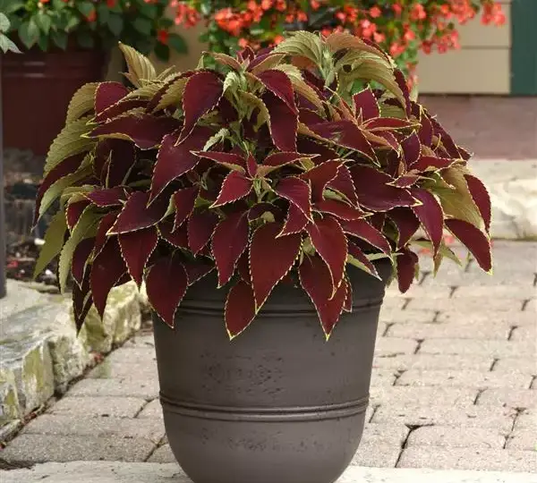 Колеус Премиум Сан Руби Харт - Coleus Premium Sun Ruby Heart - Фото №4