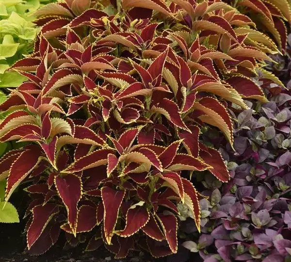 Колеус Премиум Сан Руби Харт - Coleus Premium Sun Ruby Heart - Фото №5