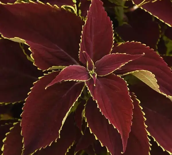 Колеус Премиум Сан Руби Харт - Coleus Premium Sun Ruby Heart - Фото №1