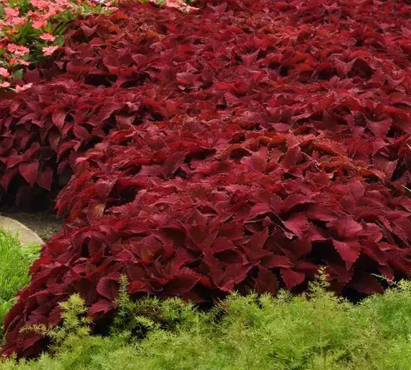 Колеус Премиум Сан Свит Паприка - Coleus Premium Sun Sweet Paprika - Фото №2