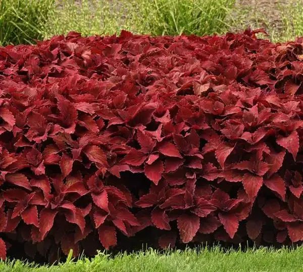 Колеус Премиум Сан Свит Паприка - Coleus Premium Sun Sweet Paprika - Фото №3