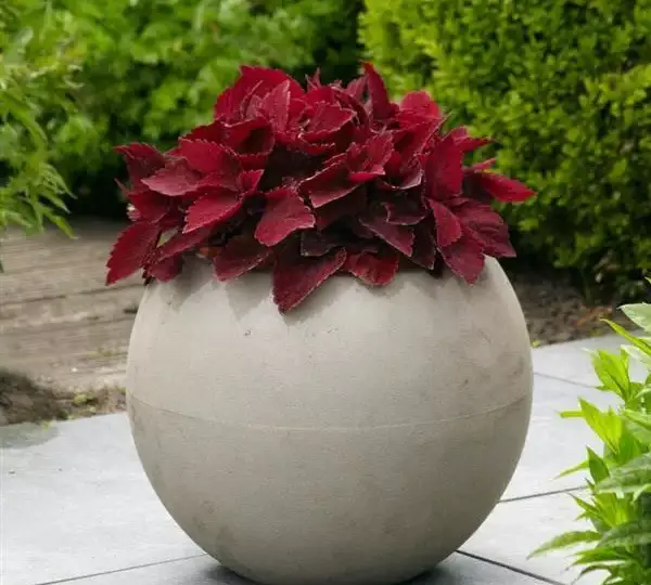 Колеус Премиум Сан Свит Паприка - Coleus Premium Sun Sweet Paprika - Фото №4
