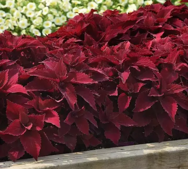 Колеус Премиум Сан Свит Паприка - Coleus Premium Sun Sweet Paprika - Фото №5
