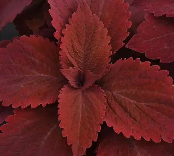 Колеус Премиум Сан Свит Паприка - Coleus Premium Sun Sweet Paprika - Фото №1