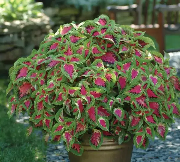 Колеус Премиум Сан Уотермелон - Coleus Premium Sun Watermelon - Фото №2