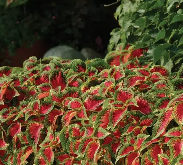 Колеус Премиум Сан Уотермелон - Coleus Premium Sun Watermelon - Фото №3