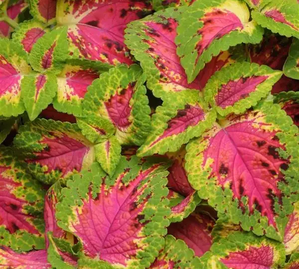 Колеус Премиум Сан Уотермелон - Coleus Premium Sun Watermelon - Фото №1