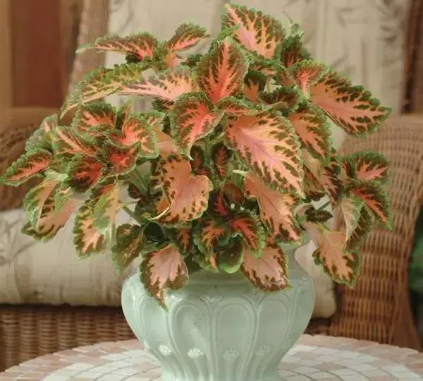 Колеус Визард Корал Санрайз - Coleus Wizard Coral Sunrise - Фото №2