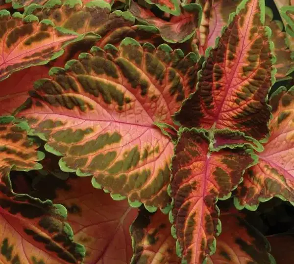Колеус Визард Корал Санрайз - Coleus Wizard Coral Sunrise - Фото №1