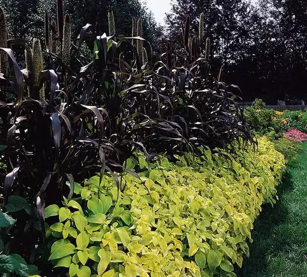 Колеус Визард Голден - Coleus Wizard Golden - Фото №2