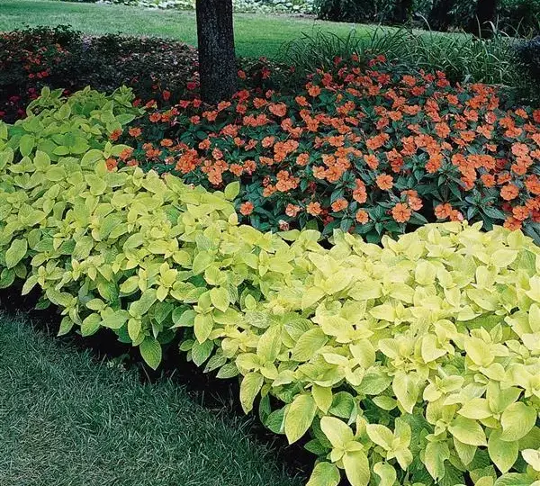 Колеус Визард Голден - Coleus Wizard Golden - Фото №3