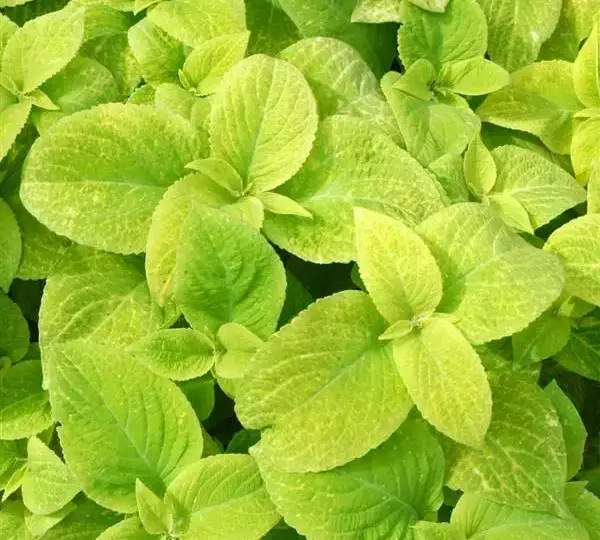 Колеус Визард Голден - Coleus Wizard Golden - Фото №1