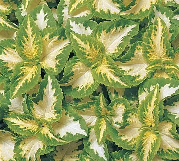 Колеус Визард Джейд - Coleus Wizard Jade - Фото №1