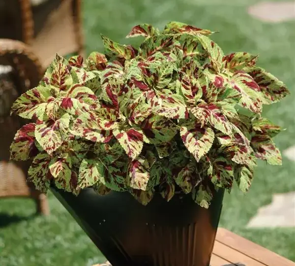 Колеус Визард Мозаик - Coleus Wizard Mosaic - Фото №2