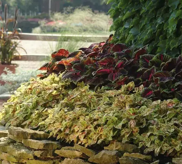 Колеус Визард Мозаик - Coleus Wizard Mosaic - Фото №3