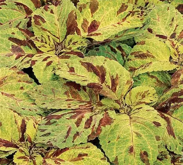 Колеус Визард Мозаик - Coleus Wizard Mosaic - Фото №1