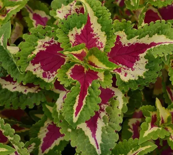 Колеус Визард Роуз - Coleus Wizard Rose - Фото №1