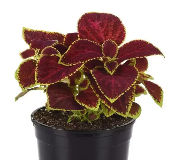 Колеус Визард Скарлет - Coleus Wizard Scarlet - Фото №2