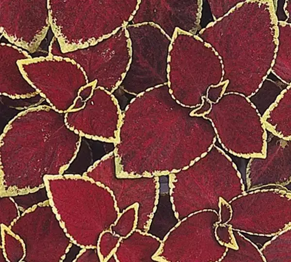 Колеус Визард Скарлет - Coleus Wizard Scarlet - Фото №1