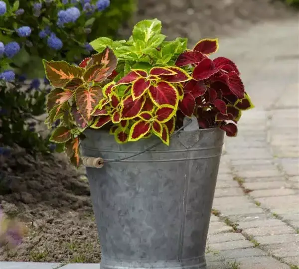 Колеус Визард Селект Микс - Coleus Wizard Select Mixture - Фото №2