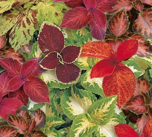Колеус Визард Селект Микс - Coleus Wizard Select Mixture - Фото №1