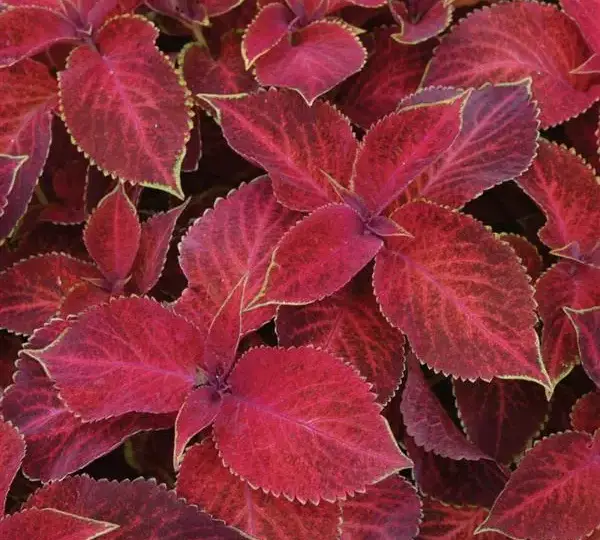 Колеус Визард Вельвет Ред - Coleus Wizard Velvet Red - Фото №1
