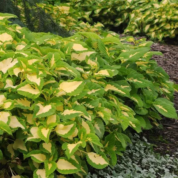Колеус Premium Shade Kong Jr. Зелёный ореол - Green Halo, Solenostemon scutellarioides - Фото №2
