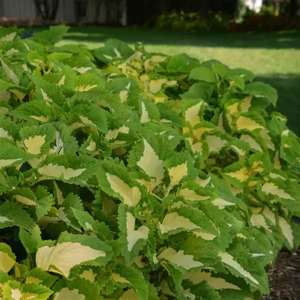 Колеус Premium Shade Kong Jr. Зелёный ореол - Green Halo, Solenostemon scutellarioides - Фото №3