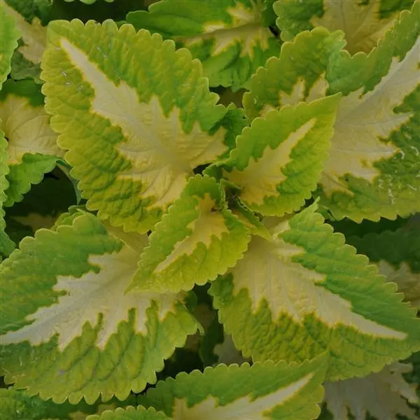 Колеус Premium Shade Kong Jr. Зелёный ореол - Green Halo, Solenostemon scutellarioides - Фото №1