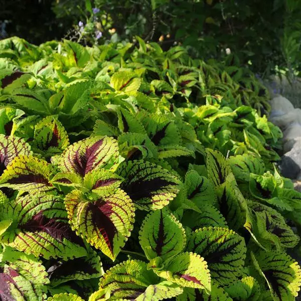 Колеус Premium Shade Kong Jr. Лаймовая жилка - Lime Vein, Solenostemon scutellarioides - Фото №2