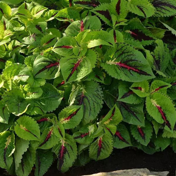 Колеус Premium Shade Kong Jr. Лаймовая жилка - Lime Vein, Solenostemon scutellarioides - Фото №3