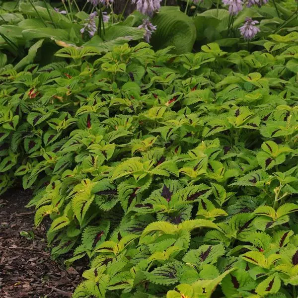 Колеус Premium Shade Kong Jr. Лаймовая жилка - Lime Vein, Solenostemon scutellarioides - Фото №5