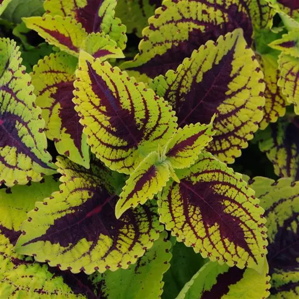 Колеус Premium Shade Kong Jr. Лаймовая жилка - Lime Vein, Solenostemon scutellarioides - Фото №1