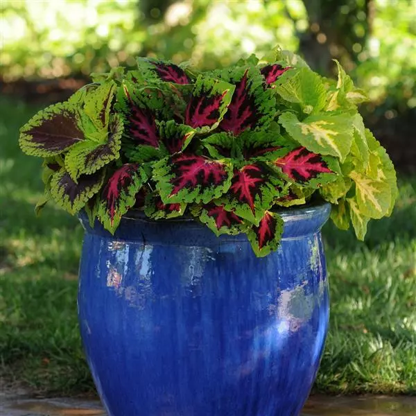 Колеус Premium Shade Kong Jr. Розовый - Rose, Solenostemon scutellarioides - Фото №2