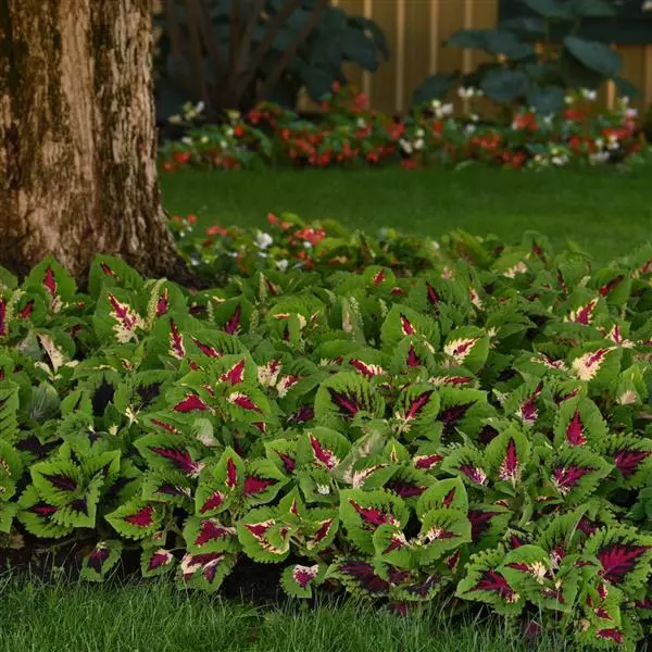 Колеус Premium Shade Kong Jr. Розовый - Rose, Solenostemon scutellarioides - Фото №3