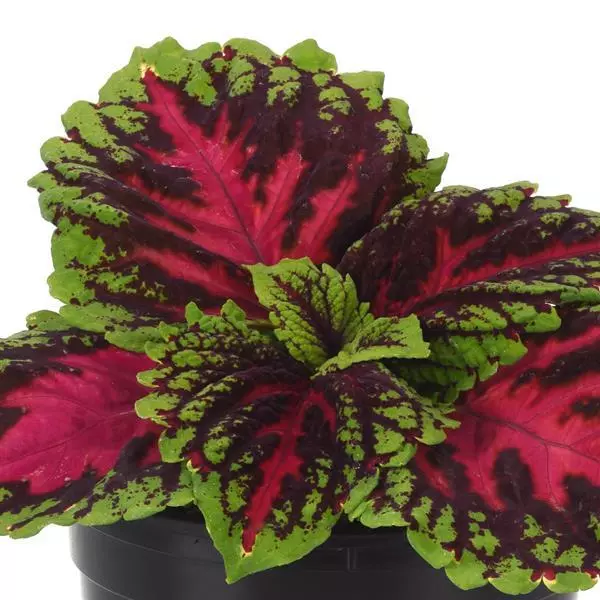 Колеус Premium Shade Kong Jr. Розовый - Rose, Solenostemon scutellarioides - Фото №1
