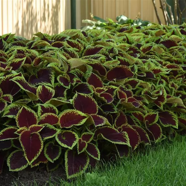 Колеус Premium Shade Kong Jr. Алый - Scarlet, Solenostemon scutellarioides - Фото №2