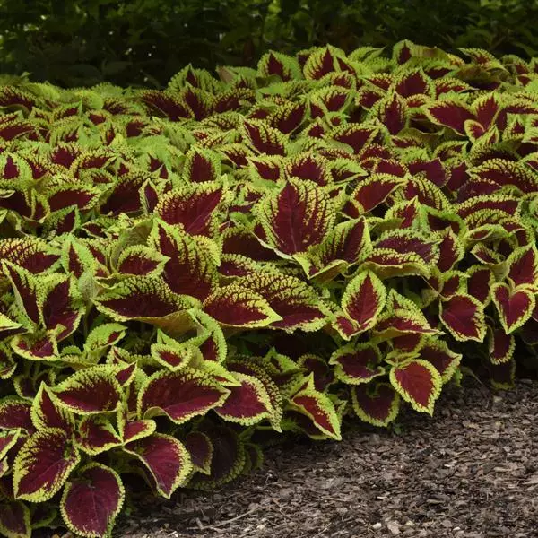 Колеус Premium Shade Kong Jr. Алый - Scarlet, Solenostemon scutellarioides - Фото №5