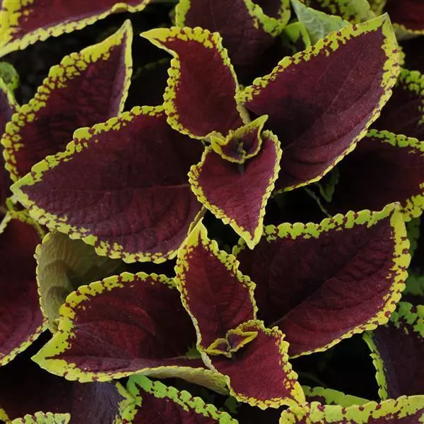 Колеус Premium Shade Kong Jr. Алый - Scarlet, Solenostemon scutellarioides - Фото №1