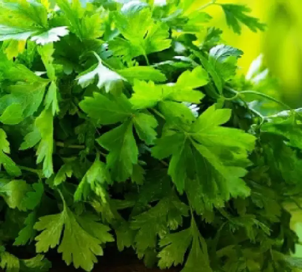 Кориандр Базар 100г - Среднеспелый высокоурожайный сорт кориандра для зелени и семян. - Фото №3