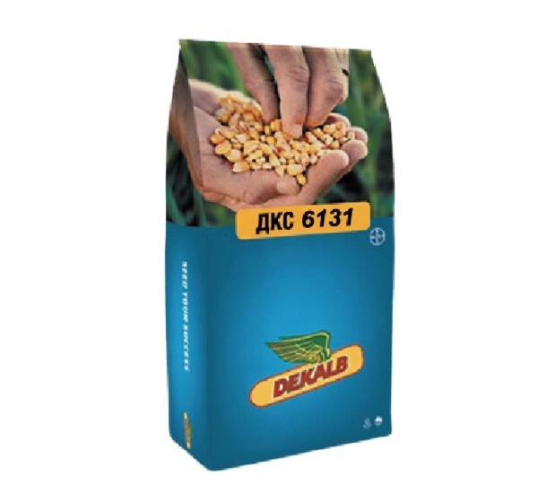 Кормовая кукуруза ДКС 6131 F1 - Позднеспелый гибрид кукурузы ФАО 520 от Bayer - Фото №1