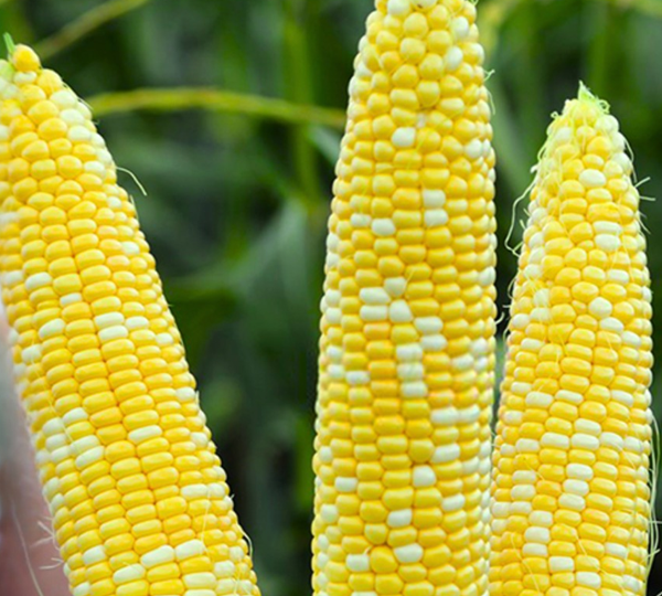 Кукуруза Спритц F1 - Spritz F1