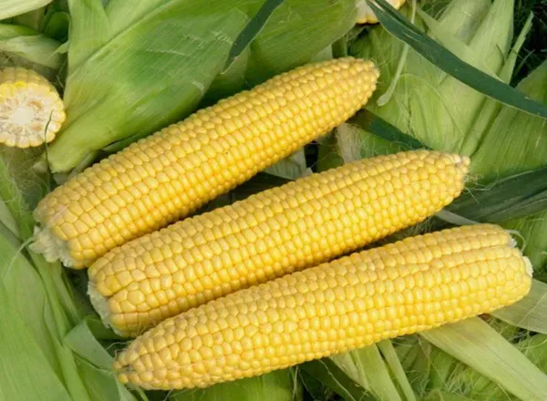 трофи семена кукурузы