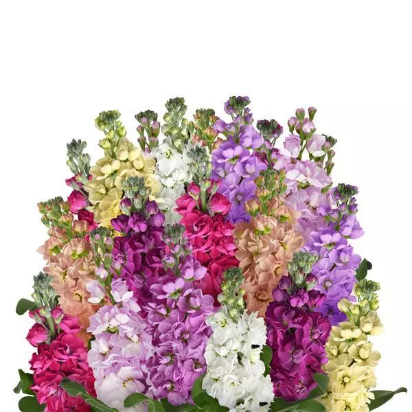 Левкой Column Формула смесь - Formula Mixture, Matthiola incana - Фото №1