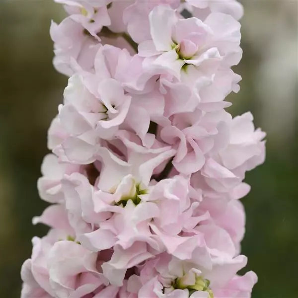 Левкой Column Мальмезон розовый - Malmaison Pink, Matthiola incana - Фото №1
