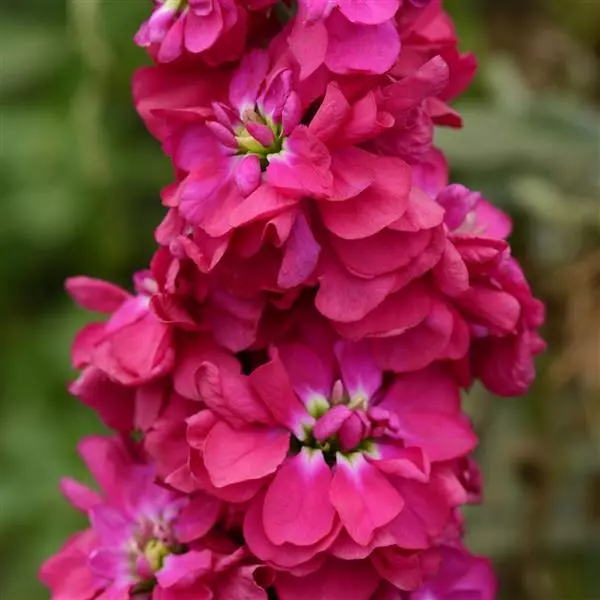 Левкой Column Малиново-розовый - Matthiola incana Column American Beauty Select - Фото №1