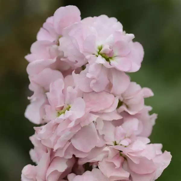 Левкой Column Яблоневый цвет - Matthiola incana Column Appleblossom - Фото №1