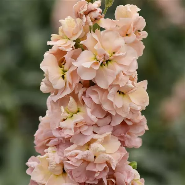 Левкой Column Абрикосовый - Matthiola incana Column Apricot - Фото №1