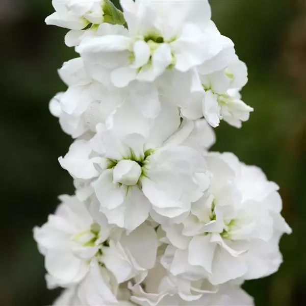 Левкой Column Белый - Matthiola incana Column Avalanche - Фото №1