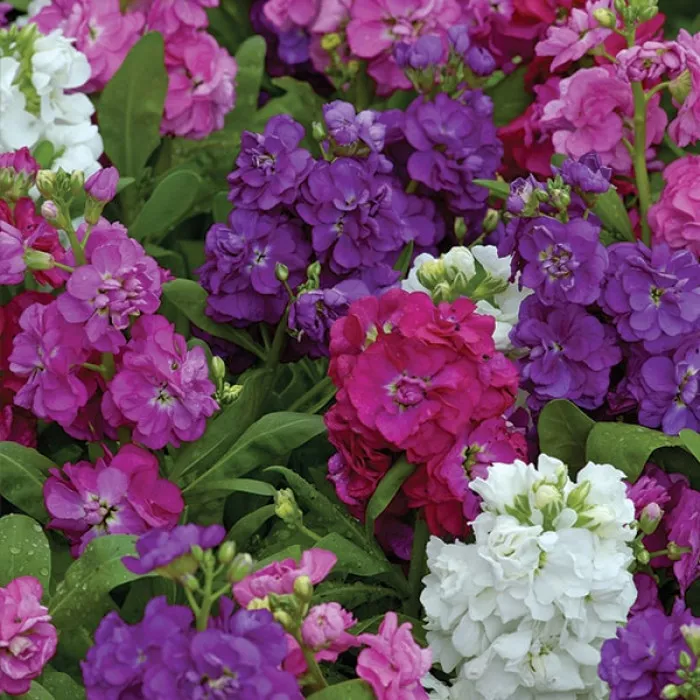 Левкой Хот Кейкс Формула Смесь - Matthiola incana Hot Cakes Formula Mixture - Фото №2